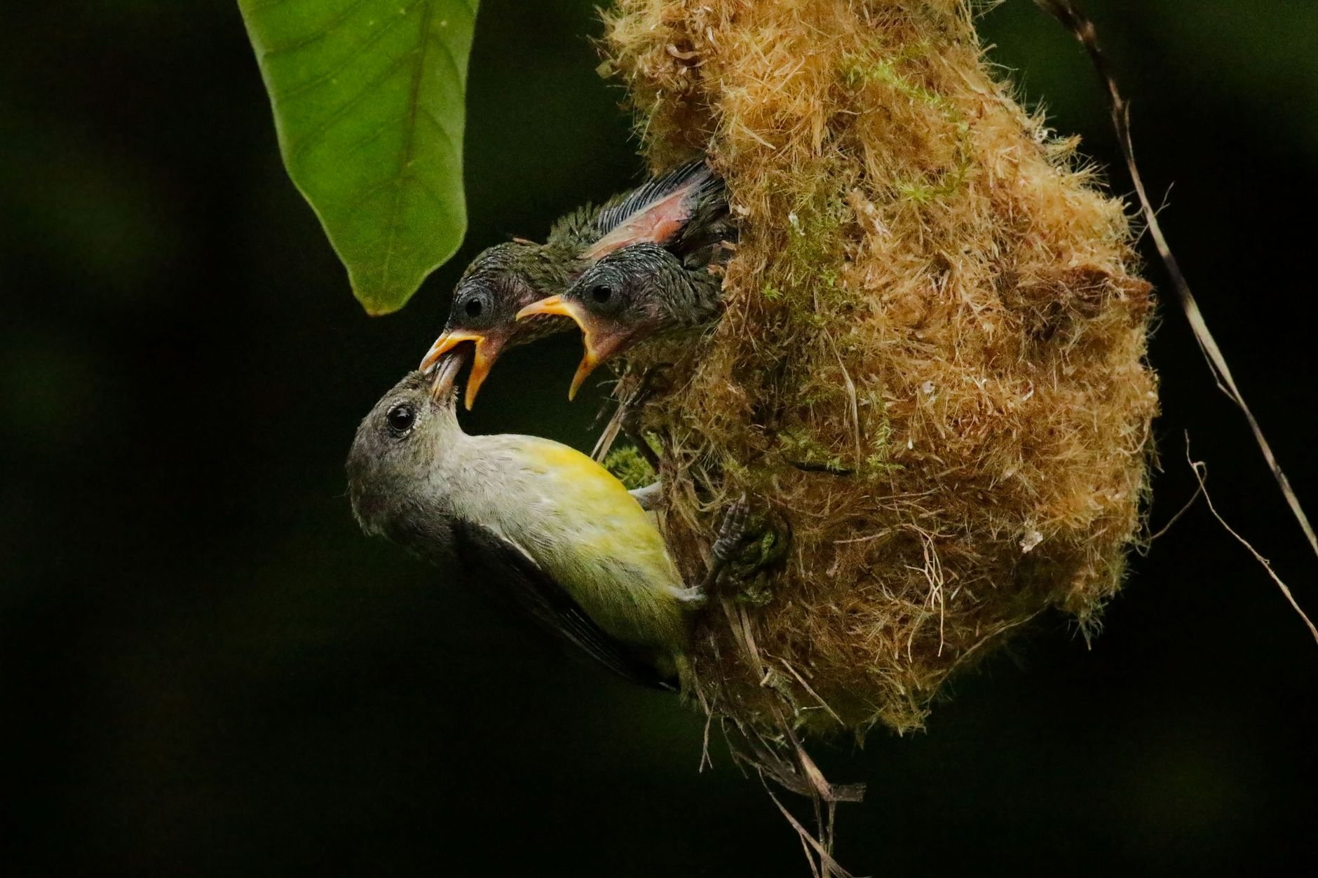 A mother bird feeding two chicks in a woven nest hanging from a branch.