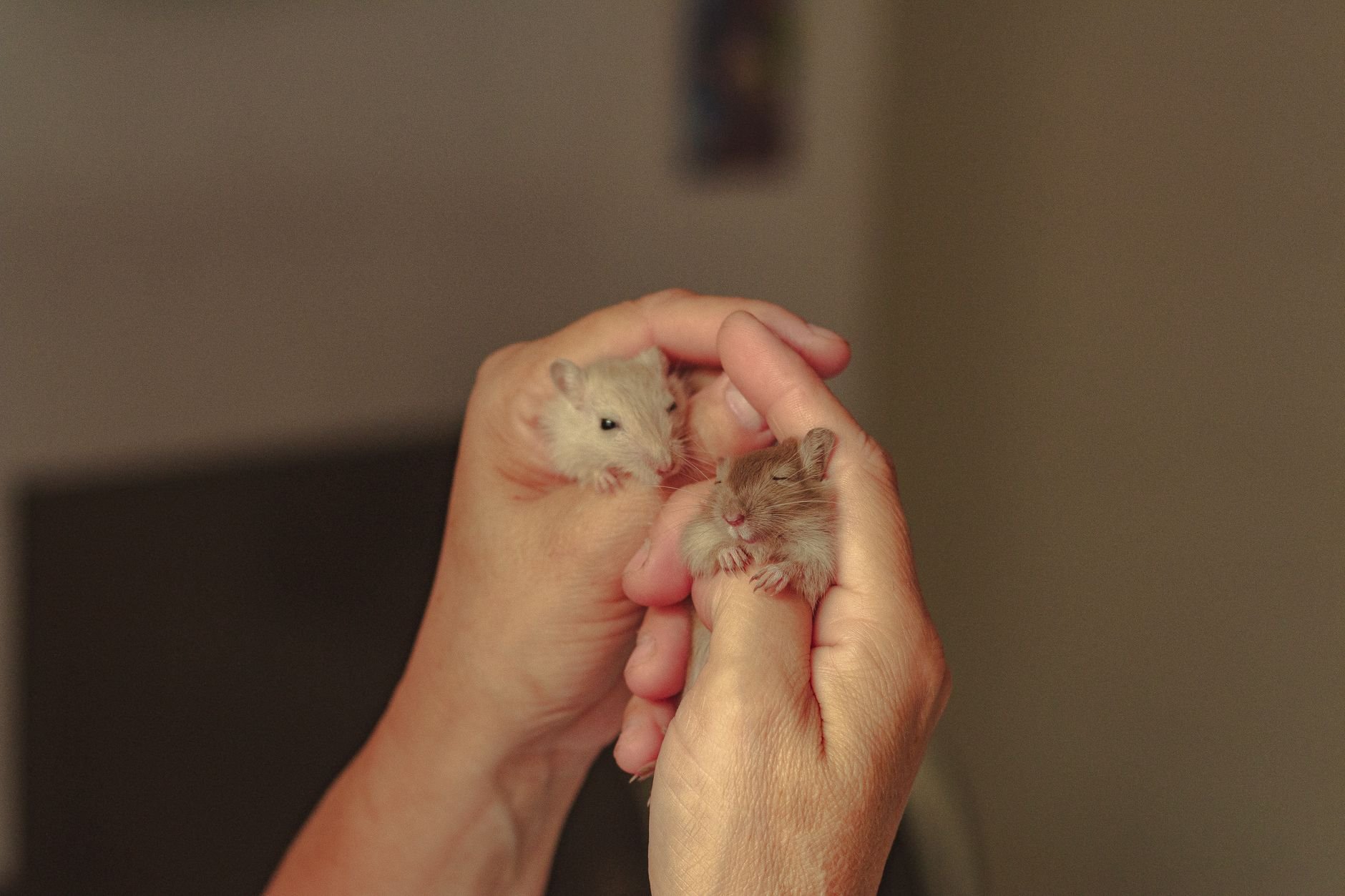 Hands gently holding cute hamster pups.