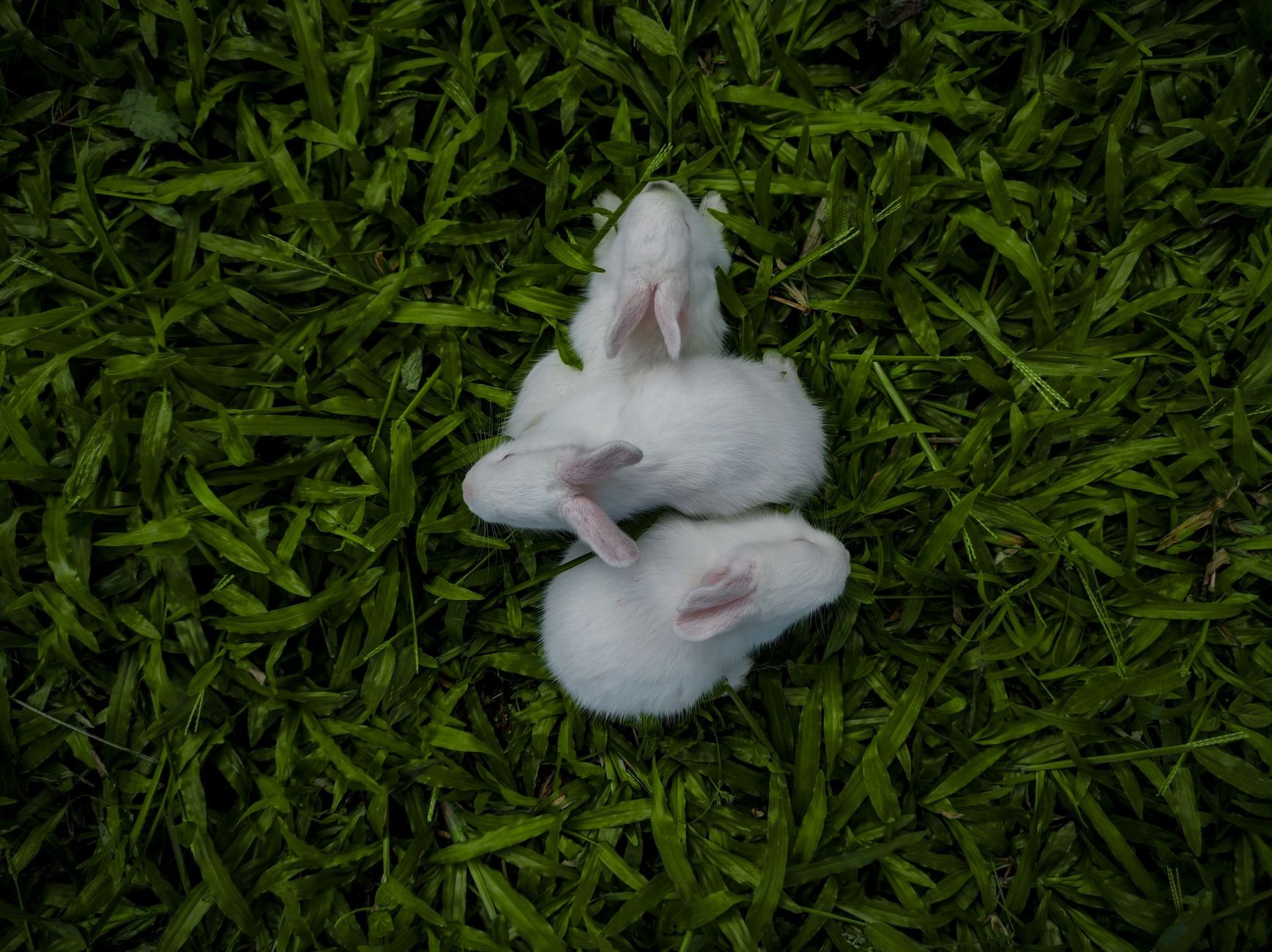 Three cute white bunnies snuggled on vibrant green grass, providing a charming top view.